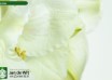 hippeastrum Moscow (3)